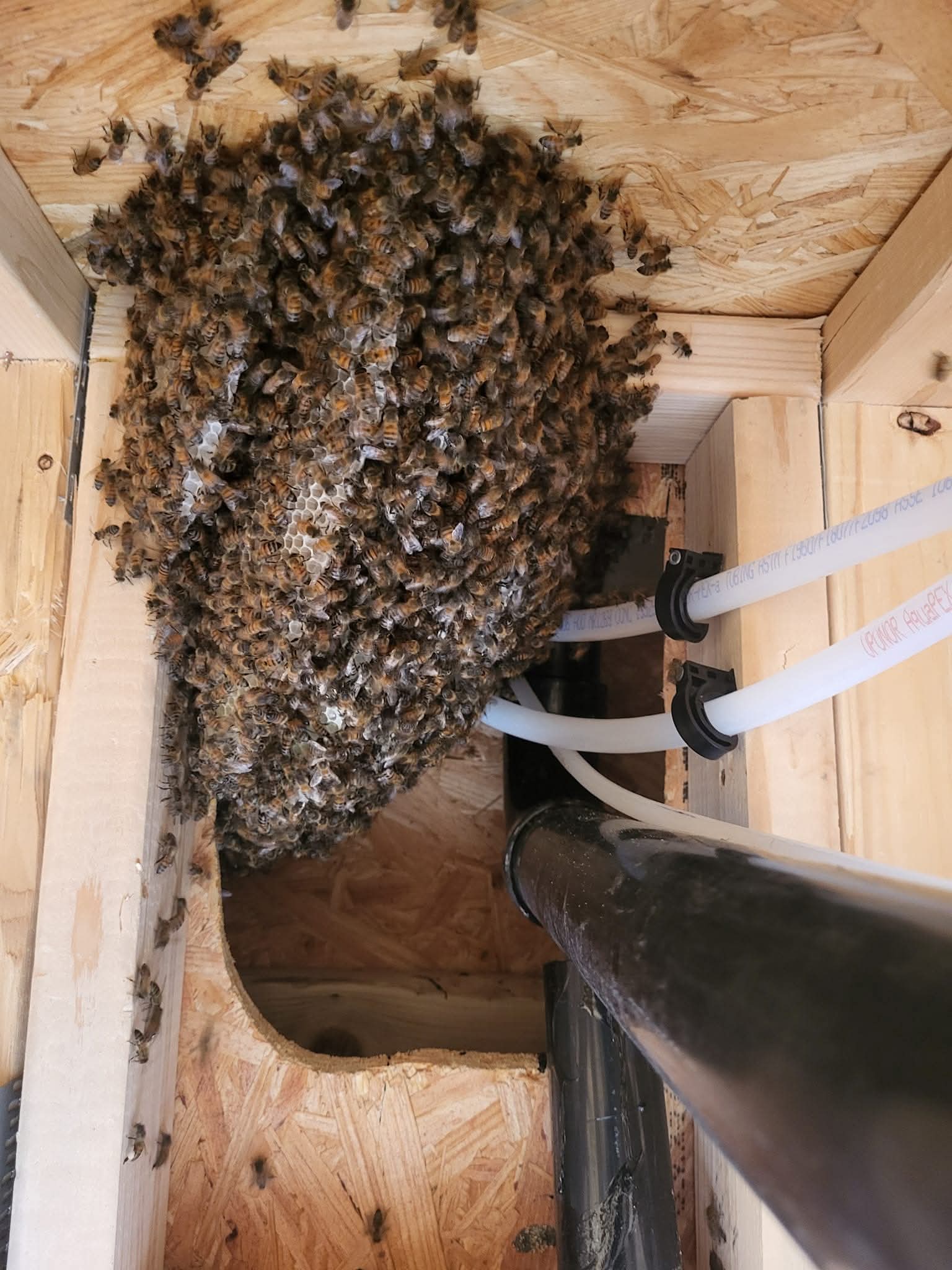 Happy Bee professional bee removal service - bees in hive
